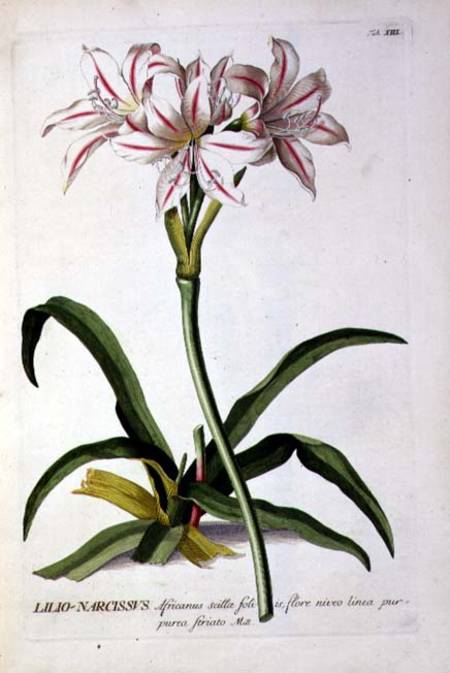 Lilio-Narcissus, from `Trew Plantae Selectae' à Pierre Joseph Redouté