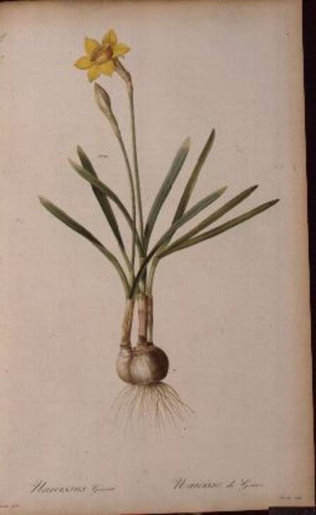 Narcissus Gouani, from `Les Liliacees' à Pierre Joseph Redouté