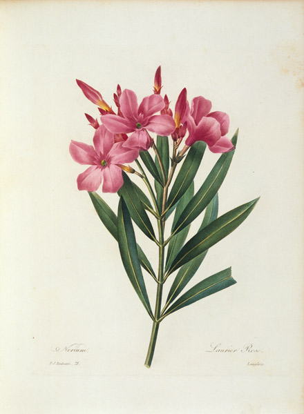 Oleander / Redouté à Pierre Joseph Redouté