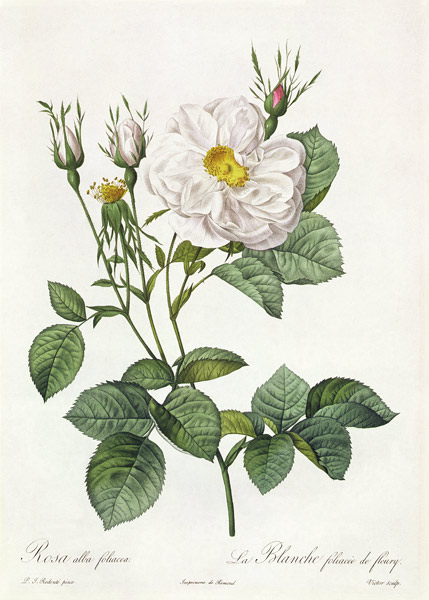 Rosa Alba Foliacea à Pierre Joseph Redouté
