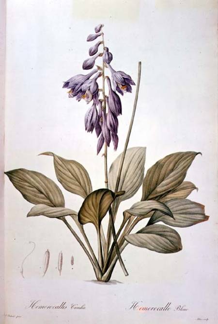 Plantain Lily à Pierre Joseph Redouté