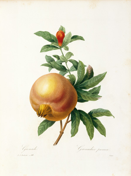 Pomegranate / Redouté à Pierre Joseph Redouté