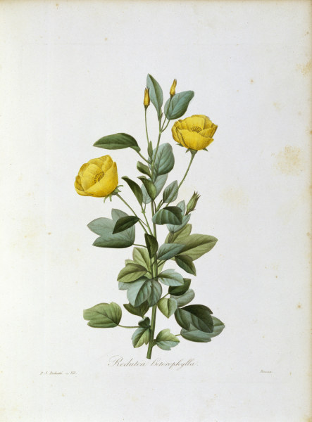 Redutea heterophylla / Redouté à Pierre Joseph Redouté