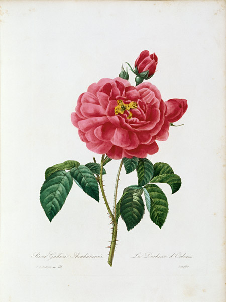 Rosa Gallica / Redouté 1835 à Pierre Joseph Redouté
