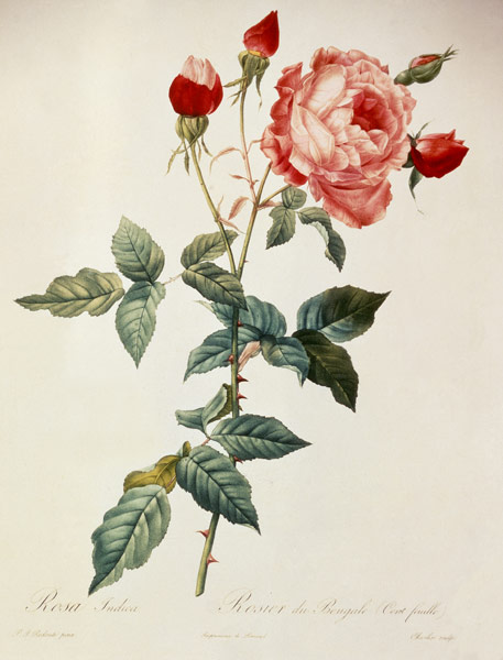 Rosa indica / after Redoute à Pierre Joseph Redouté