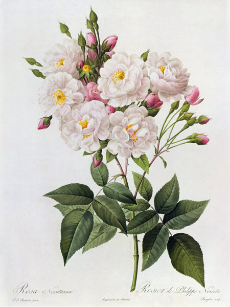 Rosa Noisettiana à Pierre Joseph Redouté