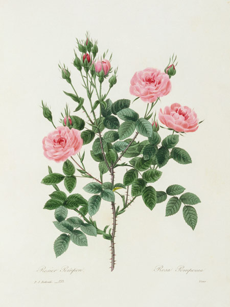Rosa Pomponia / Redouté 1835 à Pierre Joseph Redouté