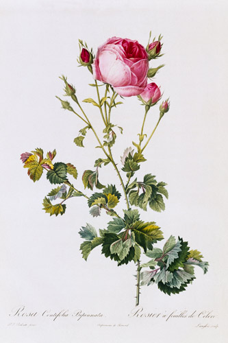 Rosa Centifolia Bipinnata à Pierre Joseph Redouté