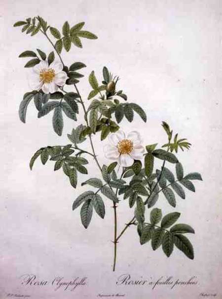 Rosa clynophylla, engraved by Chapuy, from 'Les Roses' à Pierre Joseph Redouté