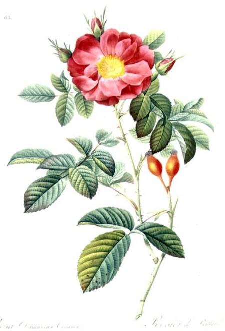 Rosa Damascena, from 'Les Roses' à Pierre Joseph Redouté