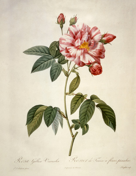 Rosa gallica versicolor / after Redoute à Pierre Joseph Redouté