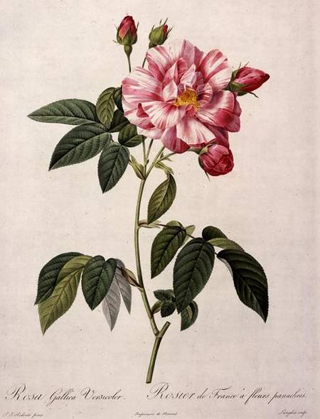 Rosa gallica versicolor (French rose), engraved by Langlois, from 'Les Roses' à Pierre Joseph Redouté