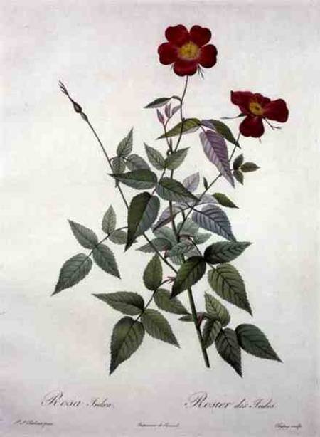 Rosa indica, engraved by Chapuy, from 'Les Roses' à Pierre Joseph Redouté