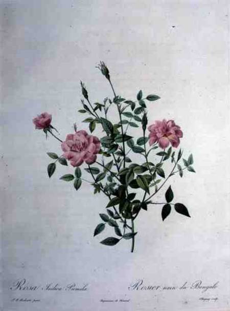 Rosa indica pumila (dwarf Bengal rose), engraved by Chapuy, from 'Les Roses' à Pierre Joseph Redouté