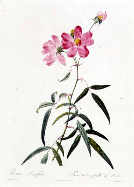 Rosa Longifolia à Pierre Joseph Redouté