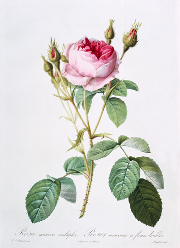 Rosa muscosa multiplex (double moss rose), engraved by Langlois, from 'Les Roses' à Pierre Joseph Redouté