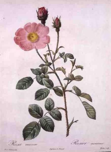Rosa muscosa (moss rose), engraved by Gouten, from 'Les Roses' à Pierre Joseph Redouté