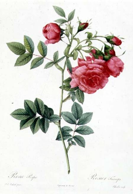 Rosa Pimpinellifolia Flore Variegato à Pierre Joseph Redouté