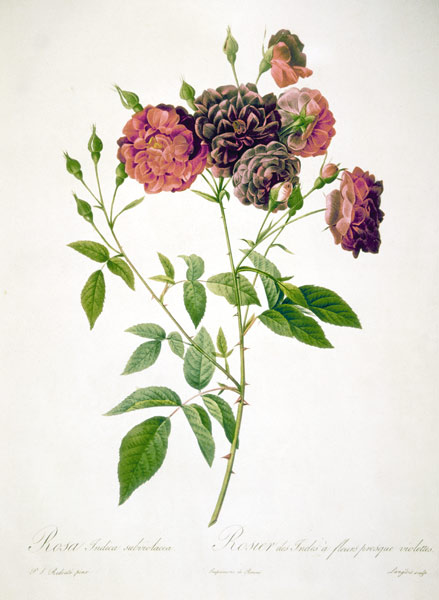 Rose / Langlois after Redoute à Pierre Joseph Redouté