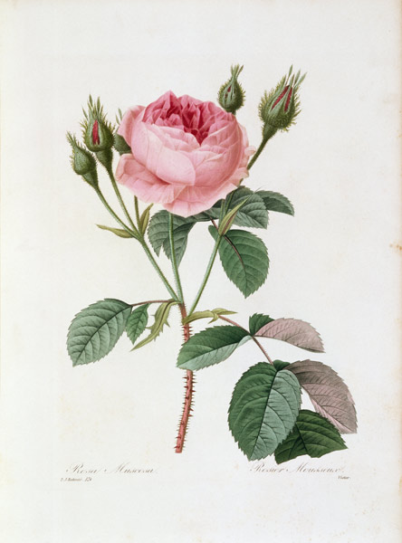 Roses / Redouté 1835 à Pierre Joseph Redouté