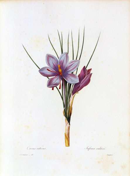Saffron crocus / Redouté à Pierre Joseph Redouté