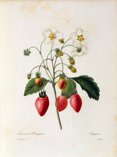 Strawberry à Pierre Joseph Redouté
