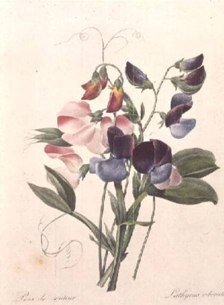 Sweet Peas (Lathyrus odoratur) from 'Choix des Plus Belles Fleurs' à Pierre Joseph Redouté