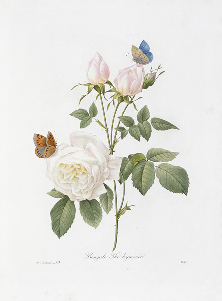 Tee Rose / Redouté 1835 à Pierre Joseph Redouté