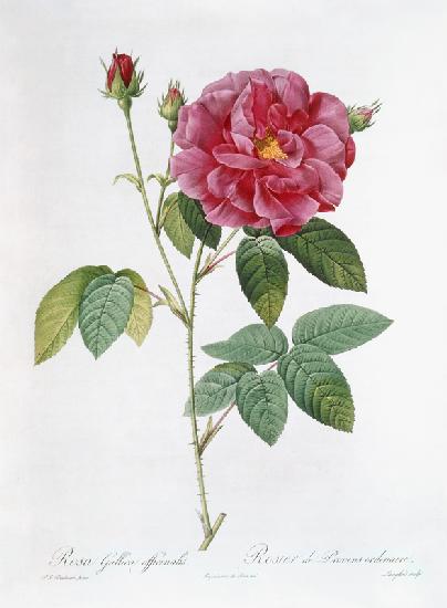 La rose Rosa Gallica officinalis