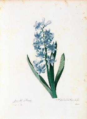 Hyacinth / Redouté