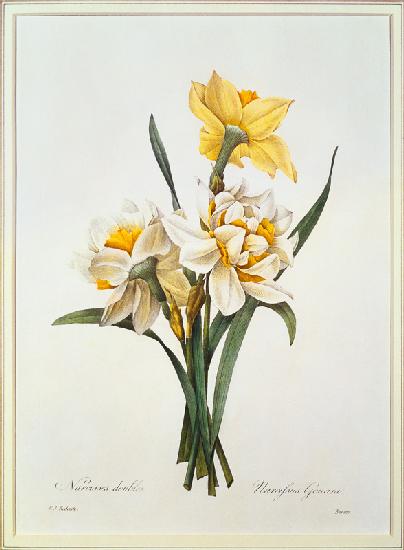 Narcisses, de la collection 'Choix des Plus Belles Fleurs'