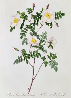 Rosa Candolleana Elegans