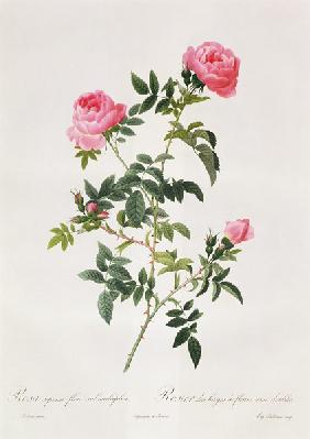 Rosa Sepium Flore Submultiplici