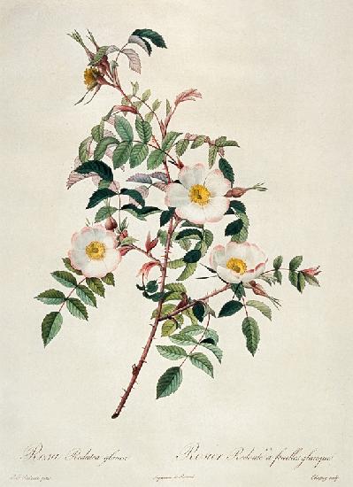 Rose / engraving / c1820