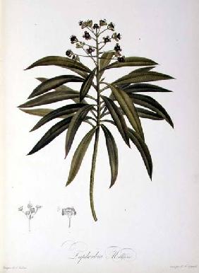 Euphorbia Mellifera, from `Le Jardin de la Malmaison'