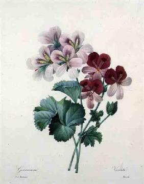 Geranium variety (Crane's-bill), engraved by Bessin, from 'Choix des Plus Belles Fleurs'