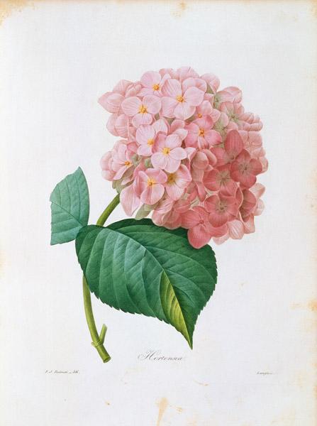 Hydrangea / Redouté