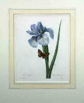 Iris xiphium, engraved by Langlois, from 'Choix des Plus Belles Fleurs'