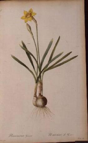 Narcissus Gouani, from `Les Liliacees'
