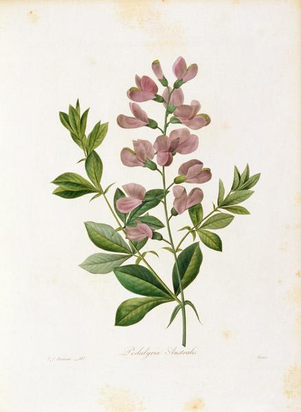 Podalyria Australis / Redouté