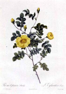 Rosa Eglanteria Luteola