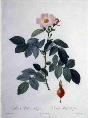 Rosa villosa, pomifera (apple rose), engraved by Chapuy, from 'Les Roses'