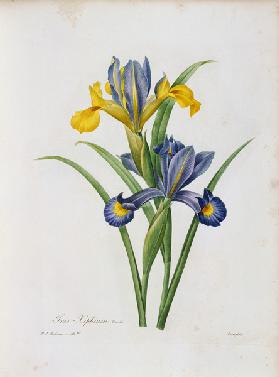 Spanish Iris / Redouté