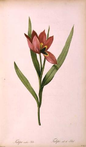 Tulipa oculus-solis, from 'Tulipe des Jardins'