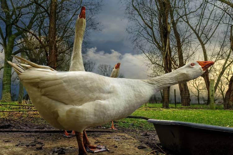 the 3 geese à Piet Flour