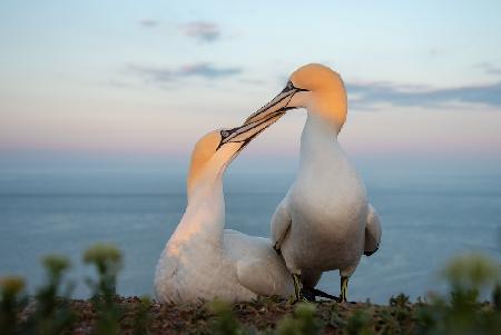 Greeting ritual.