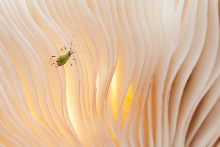 Aphid under a mushroom .......