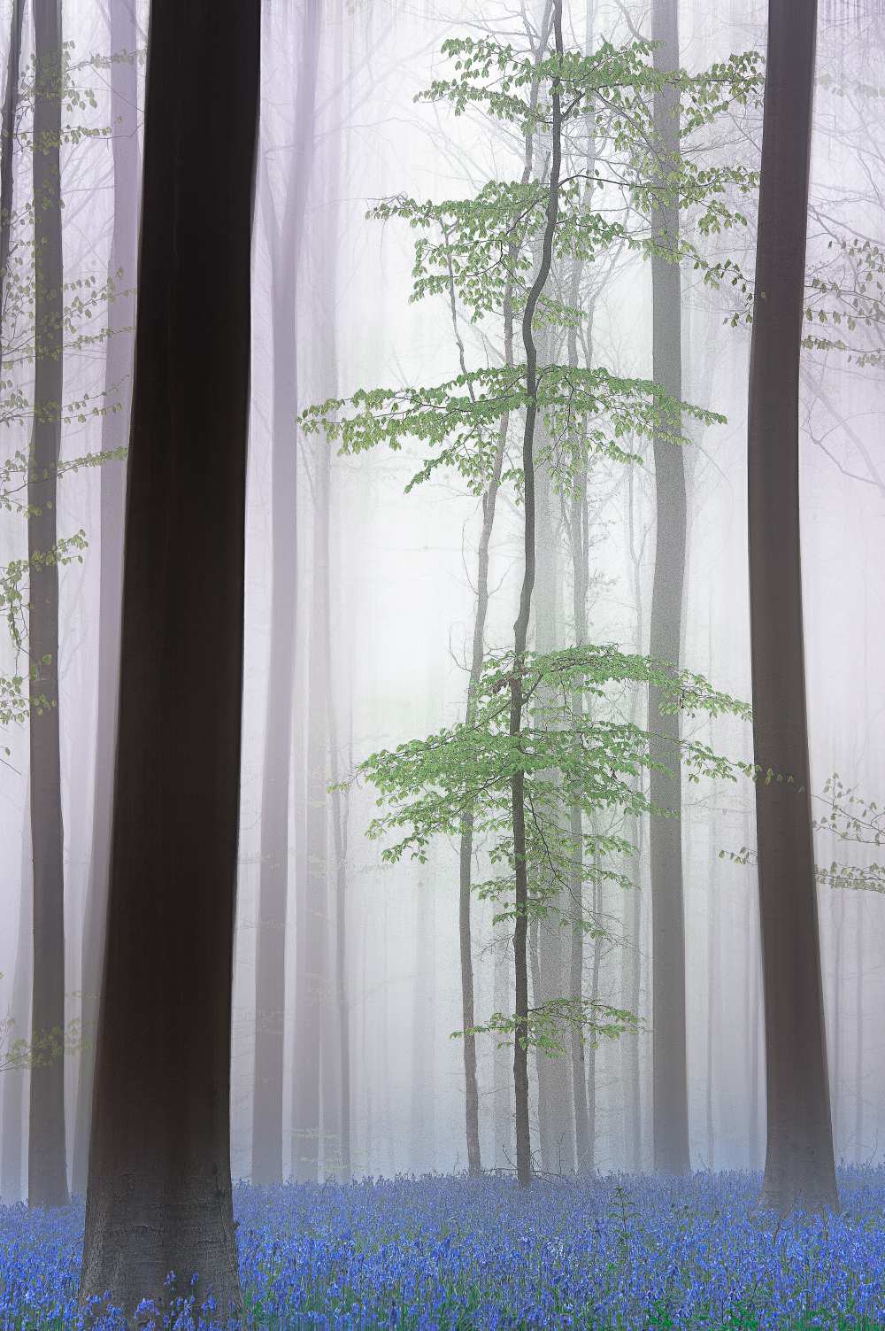 foggy forest .... à Piet Haaksma