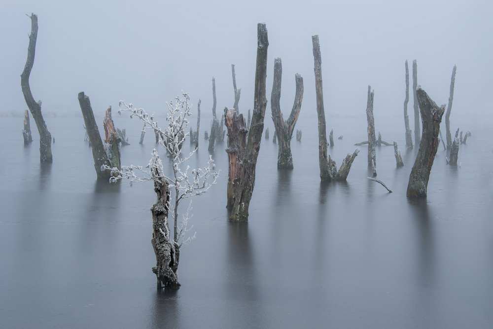 Frozen and foggy world ........ à Piet Haaksma