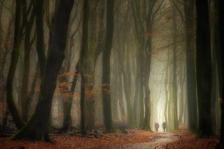 Walking in the forest of the dancing trees.